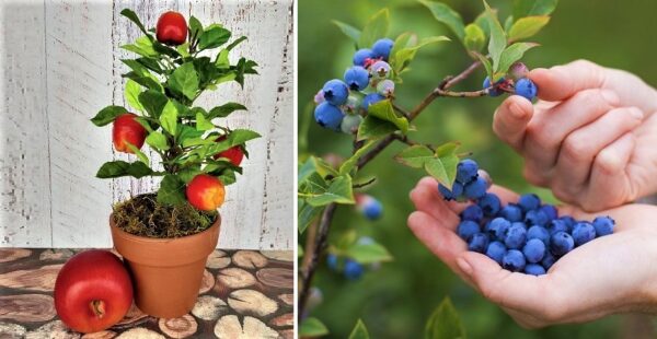 7 árboles frutales que puedes cultivar en macetas