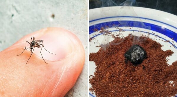 7 remedios naturales contra los insectos