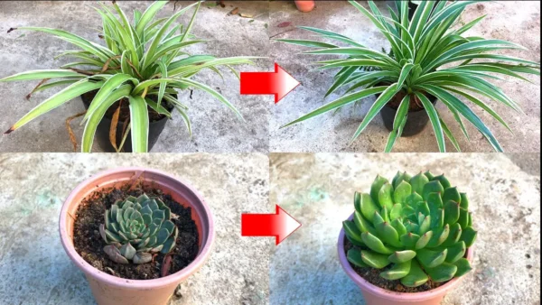 7 secretos de jardinería para tener hermosas plantas en casa