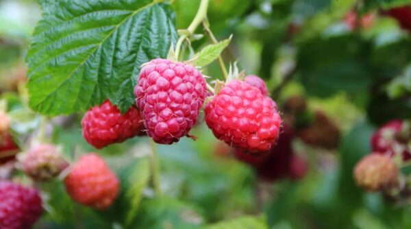 7 secretos para cultivar frambuesas en tu jardín