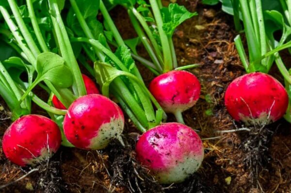 7 secretos sobre el cultivo de rábanos