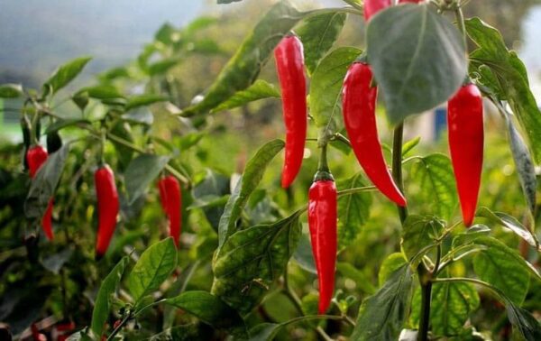 7 semillas para sembrar en enero