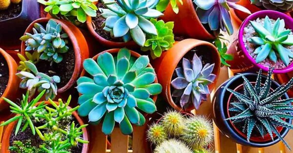 7 tipos de suculentas y los trucos secretos para cultivarlas en casa