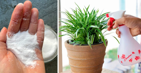 7 usos del bicarbonato de sodio en las plantas