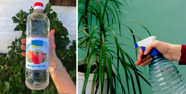 7 usos geniales del vinagre para las plantas