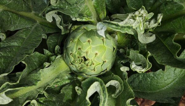 7 vegetales que siembras una vez y que volverán a crecer cada año