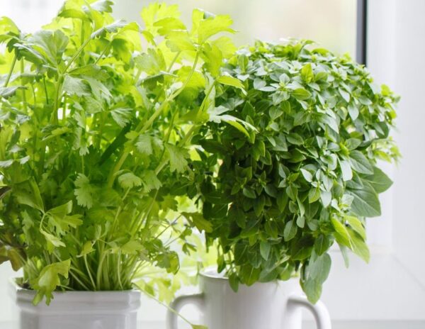 7 verduras que puedes cultivar en interior en invierno