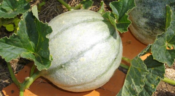 8 consejos esenciales para cultivar melones dulces