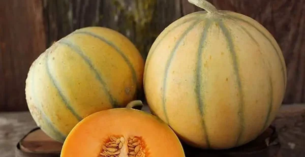 8 consejos imprescindibles para cultivar melones dulces