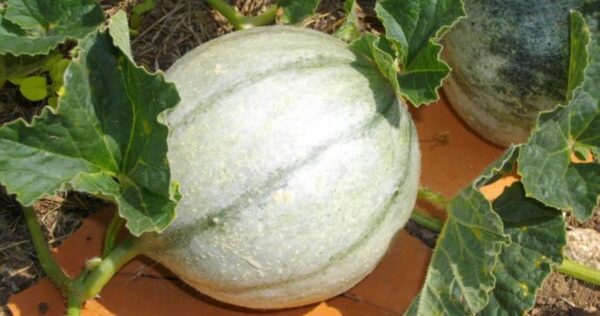 8 consejos imprescindibles para cultivar melones dulces