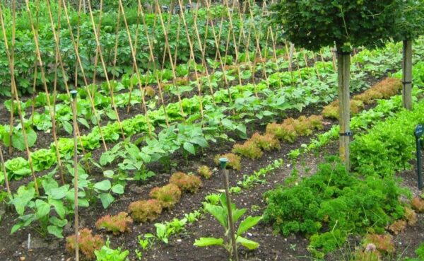 8 consejos para iniciar un huerto en primavera