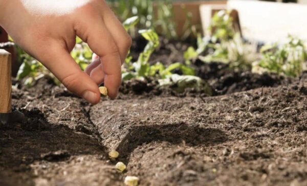 8 cosas importantes que hacer en el huerto en abril