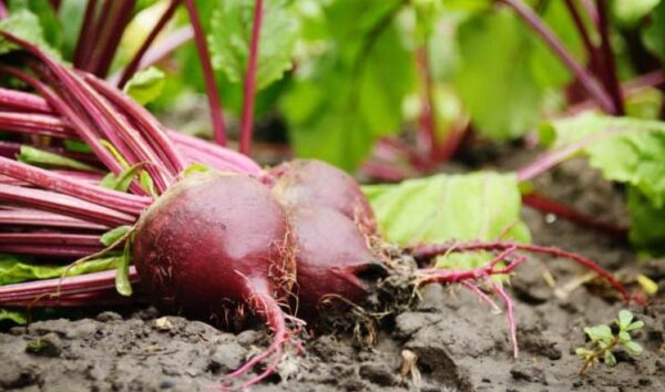 8 excelentes verduras que puedes plantar en marzo