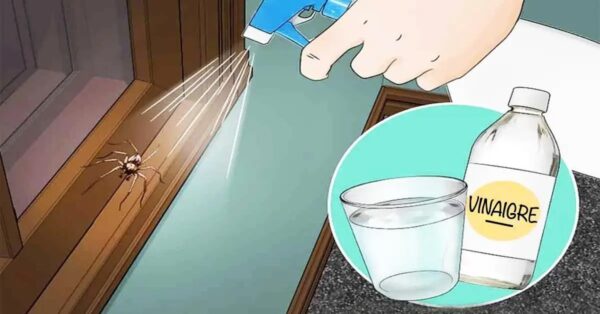 8 formas de mantener a las arañas alejadas de tu casa