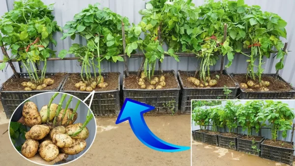 8 frutas y verduras que puedes cultivar en casa con las sobras