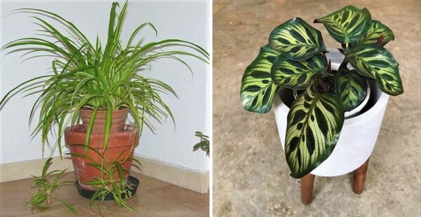8 plantas de interior que eliminan el exceso de humedad los los ambientes