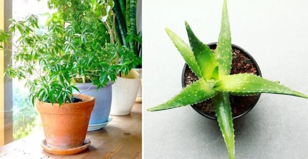 8 plantas de interior que requieren poco cuidado