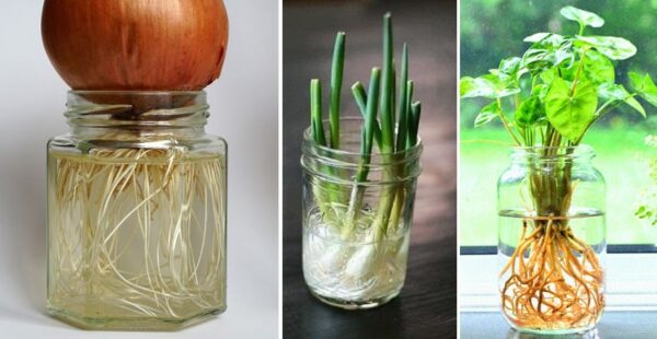 8 plantas, flores y verduras que germinan en un vaso de agua