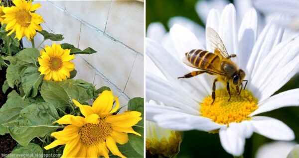 8 plantas para atraer abejas y ayudar a salvarlas