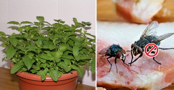 8 plantas que alejan moscas e insectos de tu casa