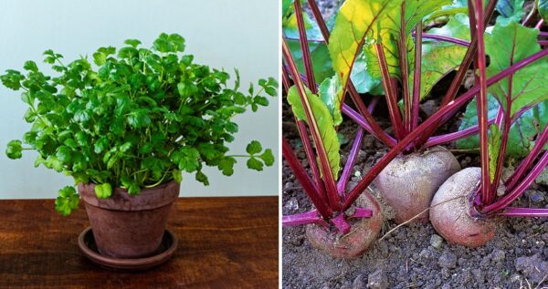 8 vegetales para cultivar en una maceta con poco sol