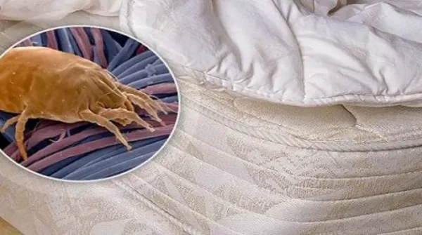 ¡9 consejos para ahuyentar a los ácaros de tu casa