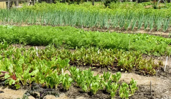 9 consejos para la huerta en agosto