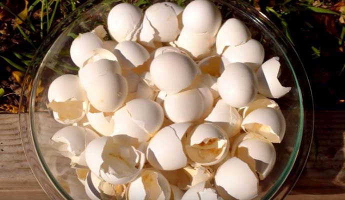 cáscaras de huevo