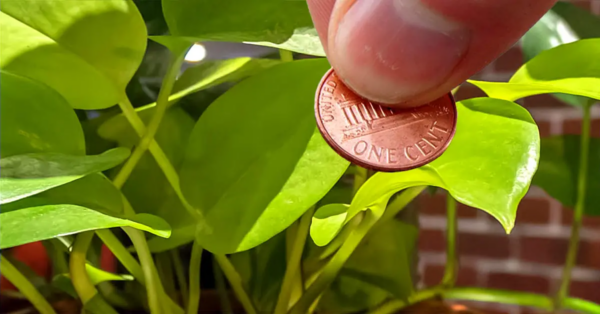 9 consejos para mantener alejados a los insectos de tus plantas y mejorar su crecimiento