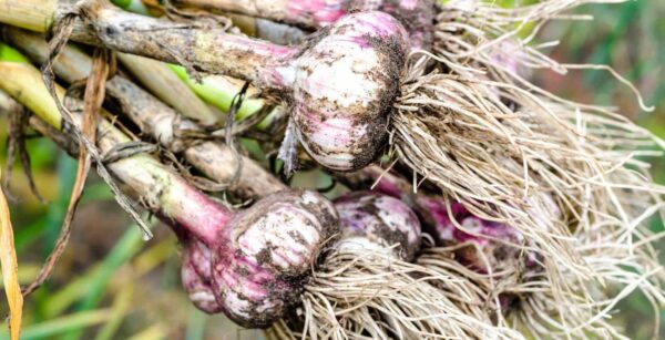 9 consejos para obtener grandes cabezas de ajo