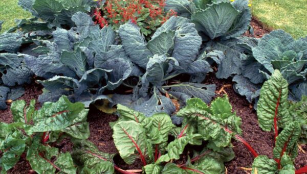 9 consejos para tener un huerto ecológico y ecológico