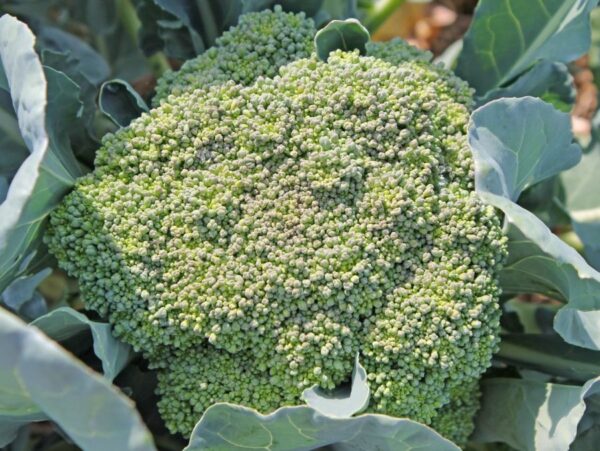 9 cultivos para plantar en agosto para cosechas de otoño e invierno