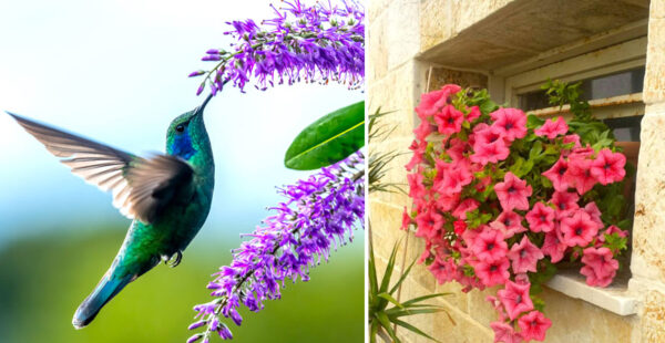 9 plantas para ayudar a los colibríes a no morir de hambre