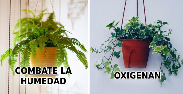 9 plantas para conseguir un clima perfecto en el hogar