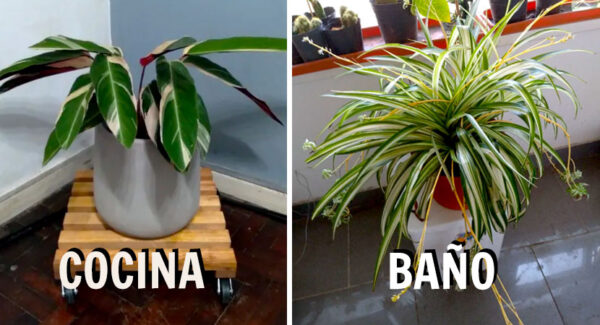 9 plantas para eliminar el exceso de humedad de la casa
