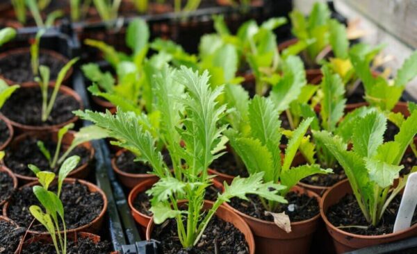 9 verduras para sembrar en invierno para cosechas tempranas en primavera