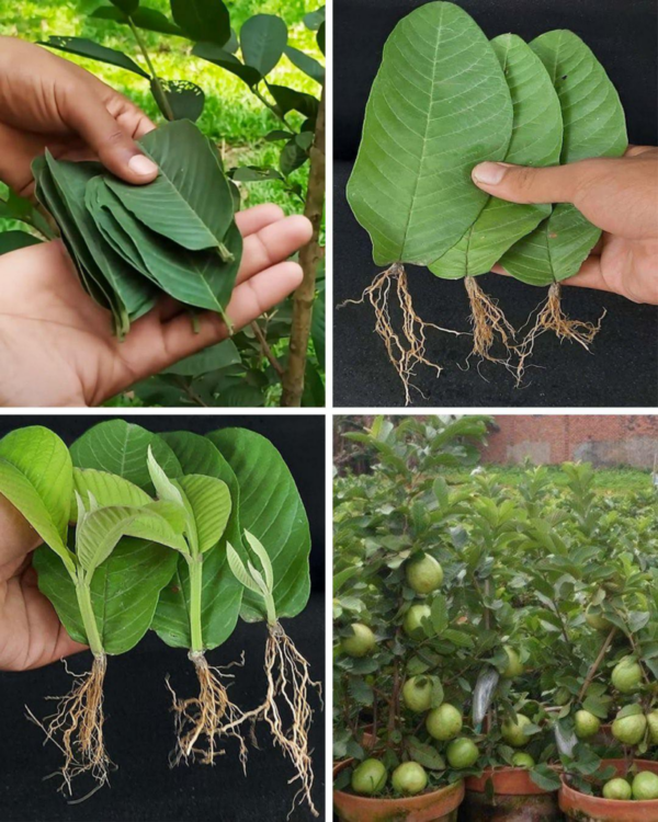 ANTHURIUM, UN SOLO SOBRE CADA MES SERÁ SUFICIENTE PARA EXPLOTAR MUCHAS FLORES