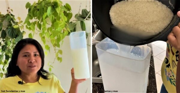 Abono casero natural para plantas hecho con un solo ingrediente