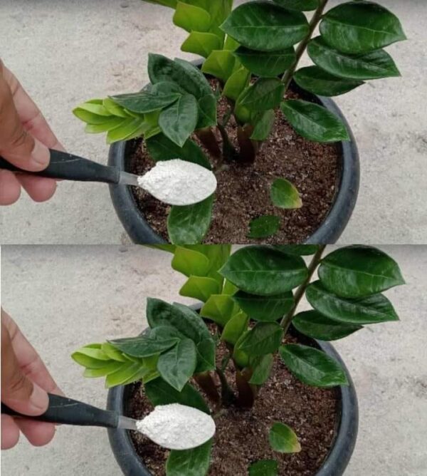 Abono casero para las plantas.