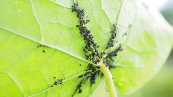 Adiós a las plagas de las plantas con esta ingeniosa solución: “¡guau!”