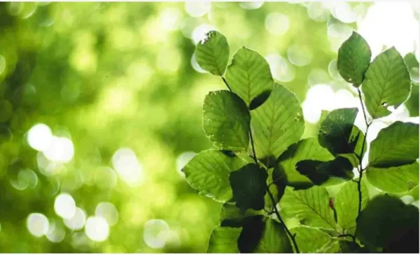 Adiós a las plagas de las plantas si pones esto en el suelo, eso es lo que