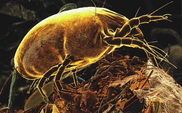 Adiós a los ácaros gracias a esta solución natural de bricolaje: esto es lo que