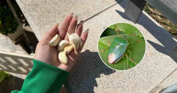 Adiós bichos verdes en las plantas: con este truco ya no los verás en el balcón