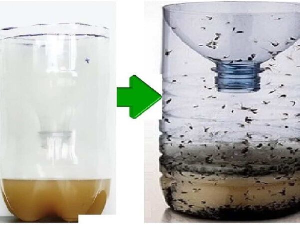 Adiós insectos molestos con esta trampa casera: genial