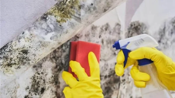 Adiós musgo en el jardín, quitarlo es muy sencillo: se necesitarán 2 gotas