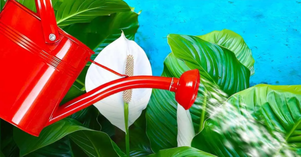 Agregue una cucharada al agua y riegue el lirio de la paz. Las hojas nuevas aparecerán rápidamente