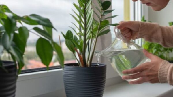 Agua con gas para regar, qué pasa con las plantas después de unos segundos