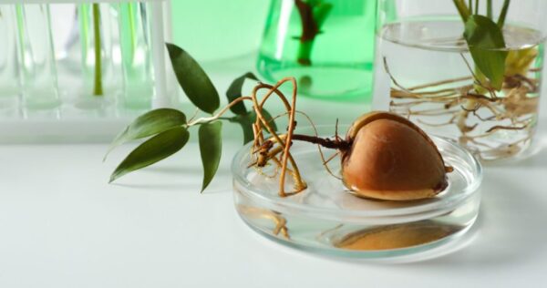 Aguacate: ¡cultivalo en casa! Hacer crecer un árbol a partir de la semilla.