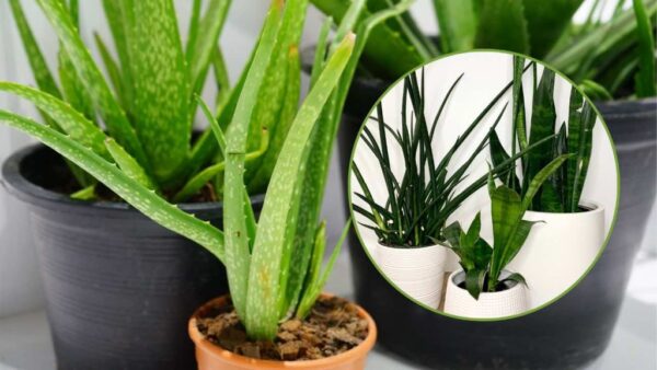 Aire viciado en casa, estas plantas te ayudan a limpiarlo: un toque saludable para tu salud