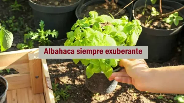 Albahaca, 3 cosas que hacer a finales de febrero para mantenerla sana y exuberante todo el año